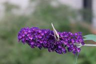 butterfly-flower-spring-nature-614397.jpg