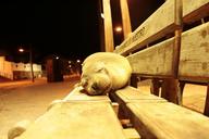 sea-lion-galapagos-sleeping-1641010.jpg