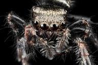 Jumping_spider,_U,_Face,_Upper_marlboro_2013-08-02-15.51.47_ZS_PMax.jpg