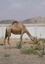 camel-desert-animal-wildlife-wild-72291.jpg