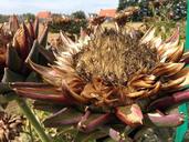 artichoke-artichokes-autumn-plants-1131115.jpg