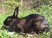 rabbit-bunny-nero-337223.jpg