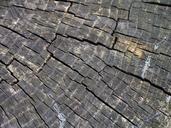 wood-grain-woodgrain-tree-texture-498745.jpg