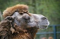 camel-dromedary-head-desert-ship-667536.jpg