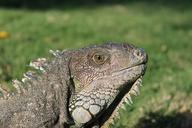 iguana-reptile-wildlife-animal-1101636.jpg