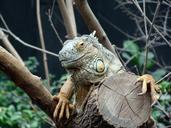 iguana-head-close-up-animals-zoo-459074.jpg