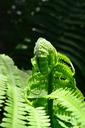 fern-leaf-fern-green-352788.jpg