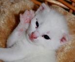 young-kittens-sweet-pet-baby-cat-1359556.jpg