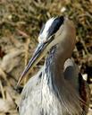 egret-bird-water-water-bird-nature-328973.jpg