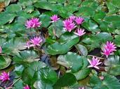 water-lilies-pink-flower-plant-453717.jpg