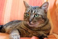 cat-tabby-cat-green-cat-eyes-1296996.jpg