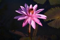 water-lily-pink-nature-1023240.jpg