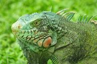 iguana-green-colors-reptile-wild-880811.jpg