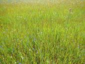 meadow-flower-meadow-grass-nature-475471.jpg