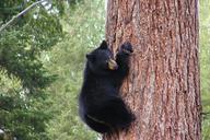 bear-black-grizzly-climbing-tree-51106.jpg