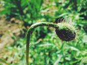 weed-plantation-garden-flower-1109365.jpg