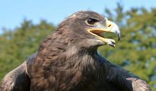 falcon-wild-national-park-bird-1035737.jpg