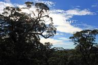 forest-back-light-clouds-sky-blue-662285.jpg