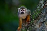 scented-monkey-primate-animal-1197100.jpg