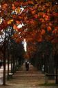 park-forest-tree-fall-leaves-path-461959.jpg