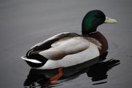 duck-water-nature-bird-wildlife-652504.jpg