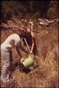 Conservationists_Water_Newly_Planted_Redwoods_In_Devastated_Area_Of_Big_Basin_Redwoods_-_NARA_-_543439.tif