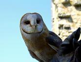 barn-owl-owl-bird-bird-of-prey-408588.jpg