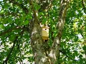 birdhouse-tree-leaves-502353.jpg