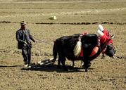 Tibet labourDSCN1911.JPG