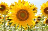 sunflower-yellow-flower-832796.jpg