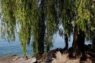 weeping-willow-tree-atmosphere-lake-383098.jpg