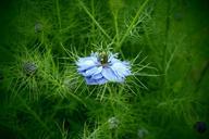 blue-flower-nature-macro-detail-432850.jpg