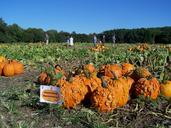 pumpkins-farm-orange-farming-field-1596327.jpg