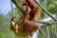 orang-utan-forest-human-zoo-climb-1400245.jpg