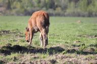 buffalo-baby-buffalo-young-buffalo-401386.jpg