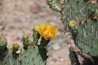 cactus-flower-plant-desert-arizona-849887.jpg