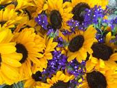 sunflowers-yellow-flower-nature-1253195.jpg