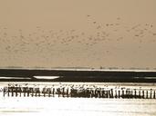 flock-of-birds-wadden-sea-415917.jpg