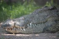 alligator-crocodile-foot-reptile-279536.jpg