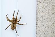 spider-insect-big-prey-nature-1276967.jpg