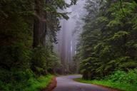 redwood-national-park-california-hdr-1587301.jpg