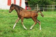 foal-horse-horses-french-saddle-1037677.jpg