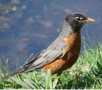 robin-lake-shore-nature-bird-84616.jpg