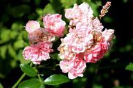 flowers-shrubs-green-plant-181377.jpg