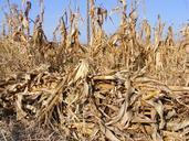 agriculture-corn-dried-fall-field-87711.jpg