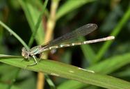 damselfly-insect-insectoid-winged-1577783.jpg