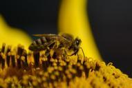 wasp-pollen-collect-pollen-close-937239.jpg