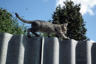 kitten-fence-cat-pet-little-454282.jpg