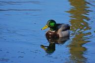 duck-mallard-water-bird-bird-drake-643516.jpg