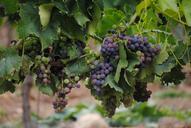 grapes-vines-france-wine-vineyard-652697.jpg